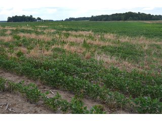 Property photo 4 - 41 +/- Acres Offered in 2 Tracts - Tillable Land & Building Site